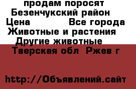 продам поросят .Безенчукский район  › Цена ­ 2 500 - Все города Животные и растения » Другие животные   . Тверская обл.,Ржев г.